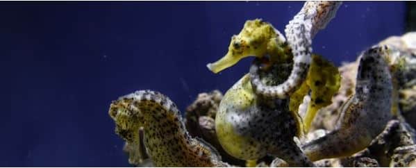 Acuario do Grove: Entrada
